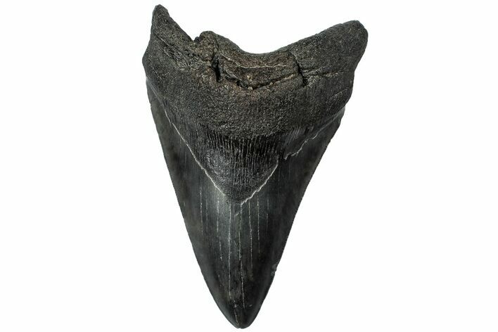 Fossil Megalodon Tooth - South Carolina #310022